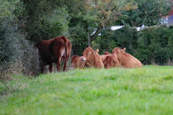 Rinder Auf Einem Feld — Stockfoto