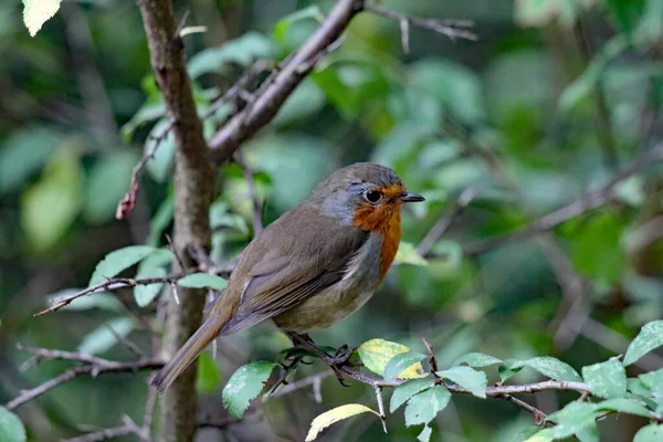 Sein Rouge Robin Assis Sur Une Branche Arbre Dans Forêt — Photo