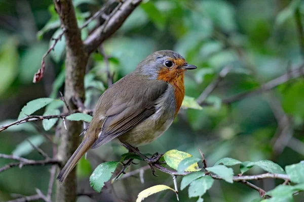 Peito Vermelho Robin Sentado Galho Uma Árvore Floresta Estas Aves — Fotografia de Stock