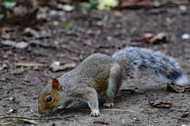Ormanda koşuşturan vahşi bir sincap. Hayvan yemeden önce tohumları ve fındıkları arar ve toplar..