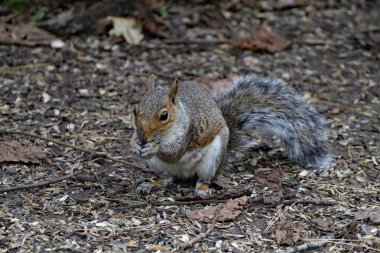 Ormanda koşuşturan vahşi bir sincap. Hayvan yemeden önce tohumları ve fındıkları arar ve toplar..