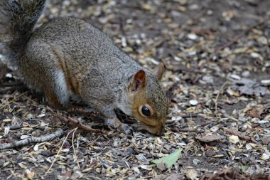 Ormanda koşuşturan vahşi bir sincap. Hayvan yemeden önce tohumları ve fındıkları arar ve toplar..