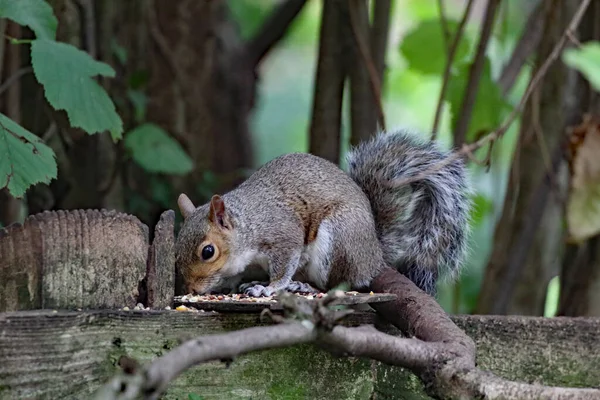 A wild squirrel running around a forest. The animal is looking for and collecting seeds and nuts before eating them.