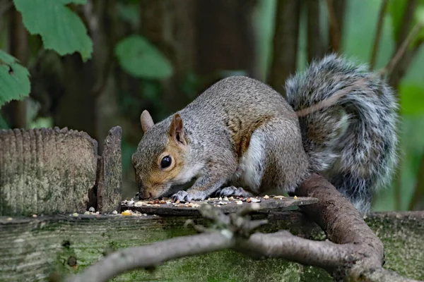 A wild squirrel running around a forest. The animal is looking for and collecting seeds and nuts before eating them.