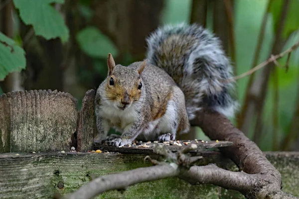 A wild squirrel running around a forest. The animal is looking for and collecting seeds and nuts before eating them.