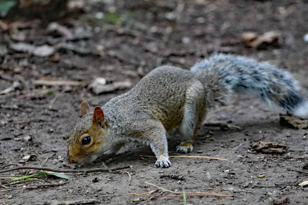 A wild squirrel running around a forest. The animal is looking for and collecting seeds and nuts before eating them.