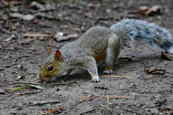 A wild squirrel running around a forest. The animal is looking for and collecting seeds and nuts before eating them.