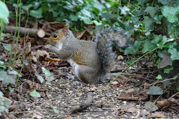 Vild Ekorre Som Springer Runt Skogen Djuret Letar Efter Och — Stockfoto