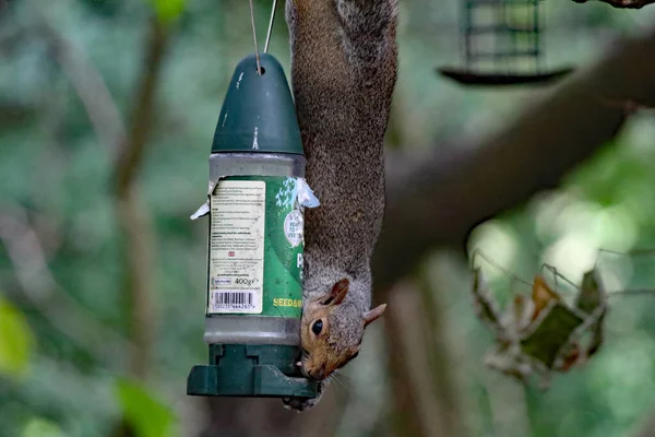 A wild squirrel running around a forest. The animal is looking for and collecting seeds and nuts before eating them.