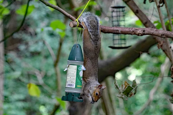 A wild squirrel running around a forest. The animal is looking for and collecting seeds and nuts before eating them.