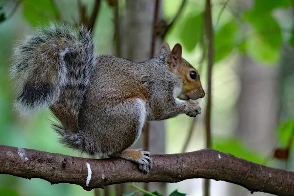 A wild squirrel running around a forest. The animal is looking for and collecting seeds and nuts before eating them.