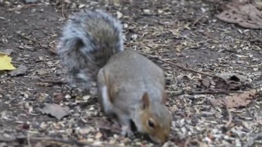 Vahşi gri bir sincap ormanda koşuşturuyor. Sincap yiyecek ve fındık arıyor..