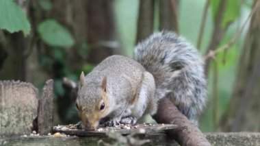 Vahşi gri bir sincap ormanda koşuşturuyor. Sincap yiyecek ve fındık arıyor..