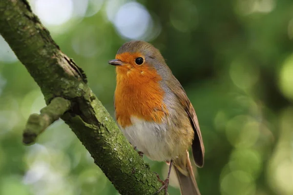 Egy Vad Robin Redbreast Egy Ágán Erdőben Erdő Prestonban Lancashire — Stock Fotó