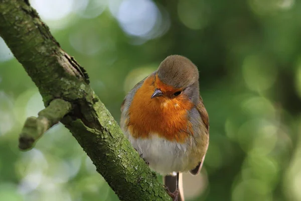 Robin Redbreast Salvaje Sentado Una Rama Árbol Bosque Este Bosque — Foto de Stock