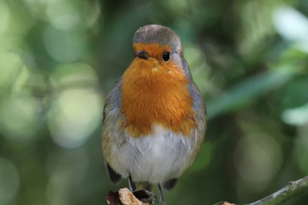 Egy Vad Robin Redbreast Egy Ágán Erdőben Erdő Prestonban Lancashire — Stock Fotó