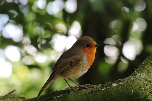Robin Redbreast Selvagem Sentado Galho Uma Árvore Floresta Esta Floresta — Fotografia de Stock