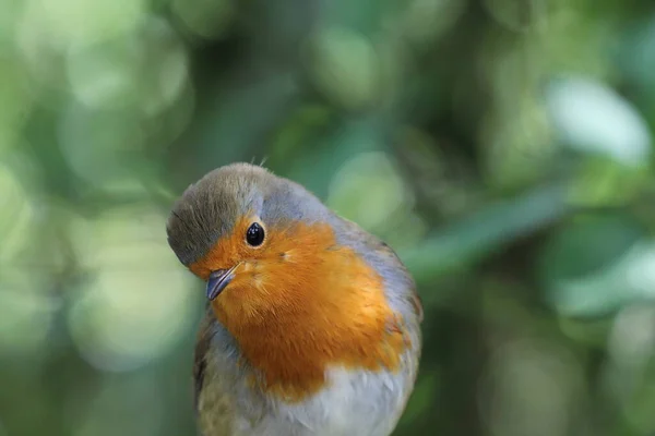 Divoký Robin Redbreast Sedící Větvi Stromu Lese Tento Les Nachází — Stock fotografie