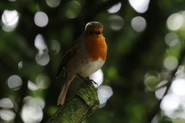 Divoký Robin Redbreast Sedící Větvi Stromu Lese Tento Les Nachází — Stock fotografie