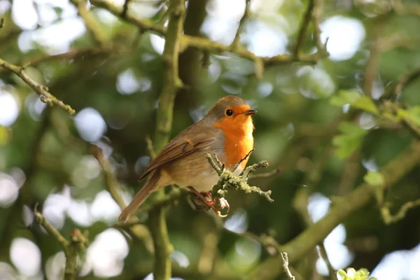 Robin Redbreast Selvagem Sentado Galho Uma Árvore Floresta Esta Floresta — Fotografia de Stock