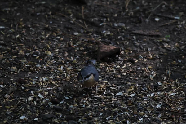 Oiseau Finch Dans Forêt Cette Forêt Est Située Preston Lancashire — Photo