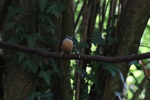 A Finch bird in the forest. This forest is located in Preston, Lancashire.