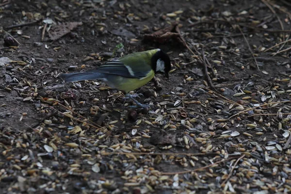 A Finch bird in the forest. This forest is located in Preston, Lancashire.