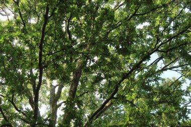 Parlak güneş sonbaharın başlarında bir ormanın yoğun yapraklarının arasından doğuyor. Güneş ışınları aşağıdan hissedilebiliyordu..