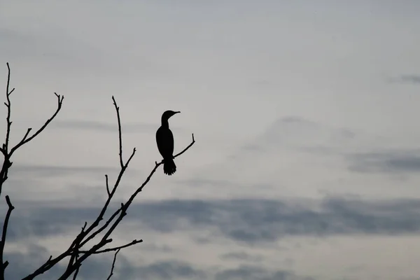 Beautiful Image Silhouette Bird Sitting Branch Dusk Skyline Background Bird — Stock Photo, Image