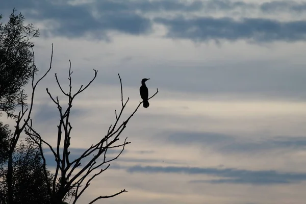 A beautiful image of a silhouette like bird sitting on a branch with a dusk skyline in the background. The bird is a large heron bird and was sitting at the top of the tree.