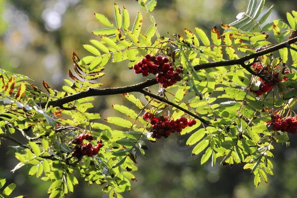 Rote Beeren Wachsen Auf Einem Baum Wald Diese Beeren Sieht — Stockfoto