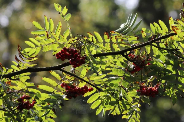 Rote Beeren Wachsen Auf Einem Baum Wald Diese Beeren Sieht — Stockfoto