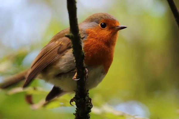 Pássaro Robin Selvagem Numa Floresta Preston Estes Pássaros São Associados — Fotografia de Stock