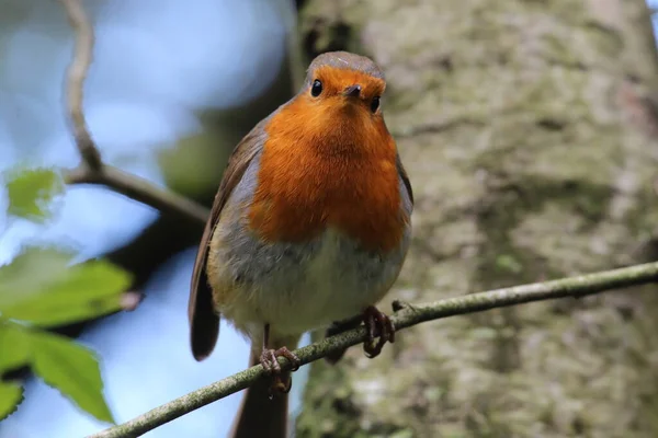 Pássaro Robin Selvagem Numa Floresta Preston Estes Pássaros São Associados — Fotografia de Stock