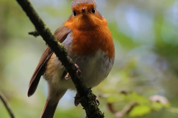 Pássaro Robin Selvagem Numa Floresta Preston Estes Pássaros São Associados — Fotografia de Stock