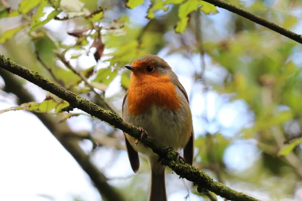 Pássaro Robin Selvagem Numa Floresta Preston Estes Pássaros São Associados — Fotografia de Stock