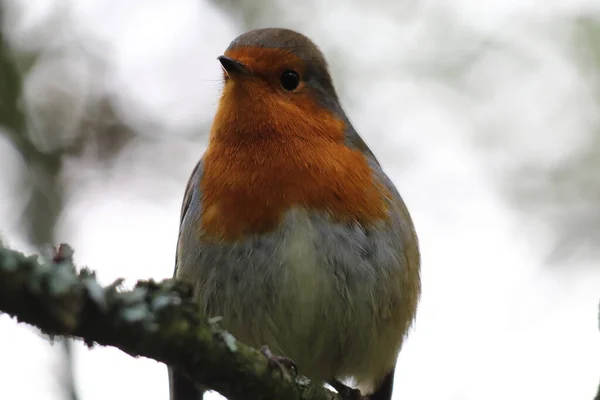 Pájaro Robin Salvaje Bosque Preston Estas Aves Asocian Con Navidad — Foto de Stock