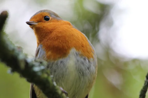 Pájaro Robin Salvaje Bosque Preston Estas Aves Asocian Con Navidad — Foto de Stock