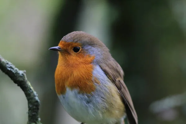 Pájaro Robin Salvaje Bosque Preston Estas Aves Asocian Con Navidad —  Fotos de Stock