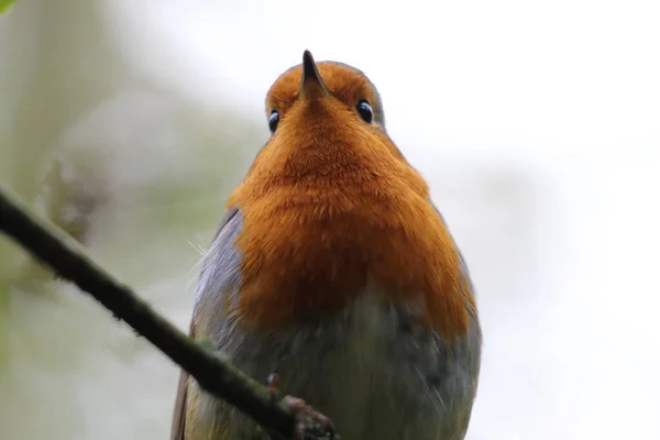 Pettirosso Selvatico Una Foresta Preston Questi Uccelli Sono Associati Natale — Foto Stock