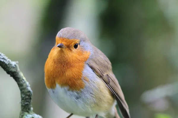 Robin Des Bois Sauvage Dans Une Forêt Preston Ces Oiseaux — Photo