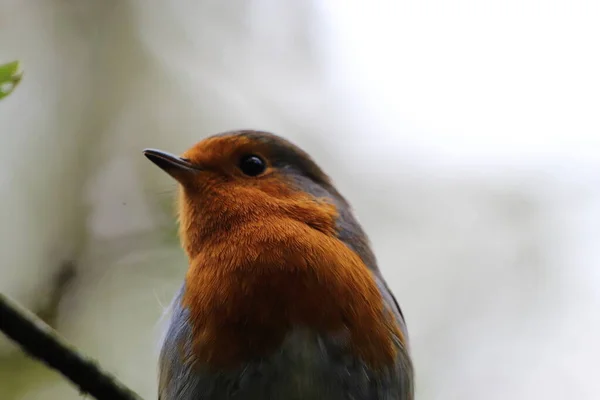 プレストンの森の野生のロビン鳥 これらの鳥はクリスマスに関連しており 多くの場合 カードの前にあります — ストック写真