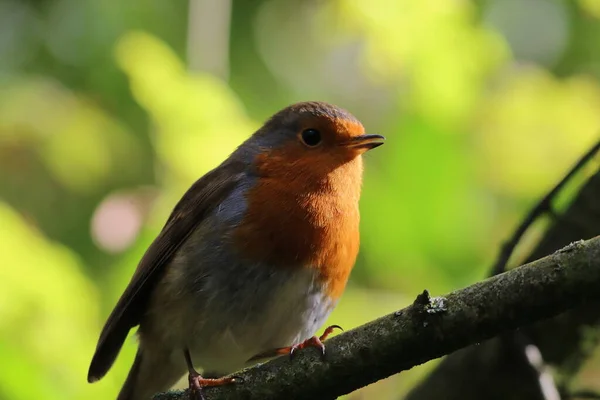 Robin Des Bois Sauvage Dans Une Forêt Preston Ces Oiseaux — Photo