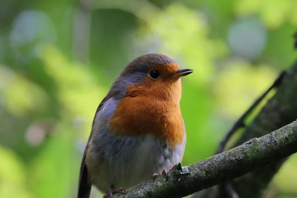 Pássaro Robin Selvagem Numa Floresta Preston Estes Pássaros São Associados — Fotografia de Stock