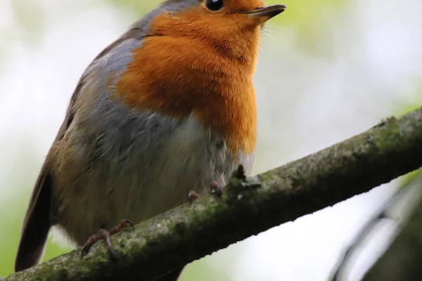Pájaro Robin Salvaje Bosque Preston Estas Aves Asocian Con Navidad —  Fotos de Stock