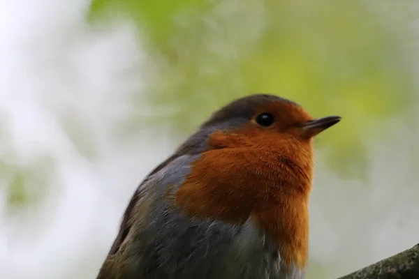 Pássaro Robin Selvagem Numa Floresta Preston Estes Pássaros São Associados — Fotografia de Stock