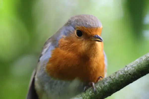 Pájaro Robin Salvaje Bosque Durante Otoño Estas Aves Son Populares — Foto de Stock