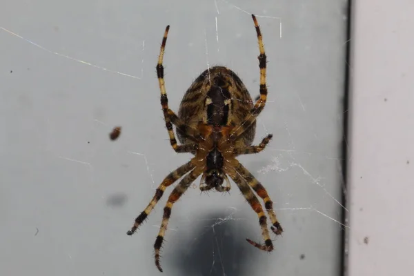 매크로 렌즈를 사용하는 거미의 극단적 응결입니다 거미가 만들어 거미줄을 통해서 — 스톡 사진