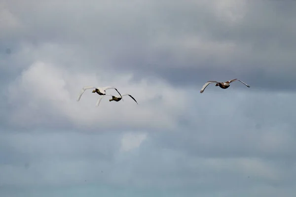Гарний Whooper Swans Середині Польоту Лебеді Рідкісніші Більші Ніж Звичайні — стокове фото
