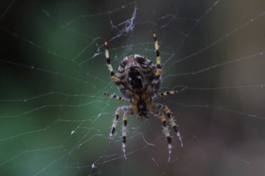 Ağındaki bir örümceğin makro görüntüsü. Seçici odak kullanıldı.